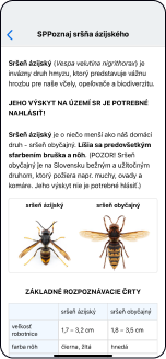 Jak poznat Sršeň asijskou